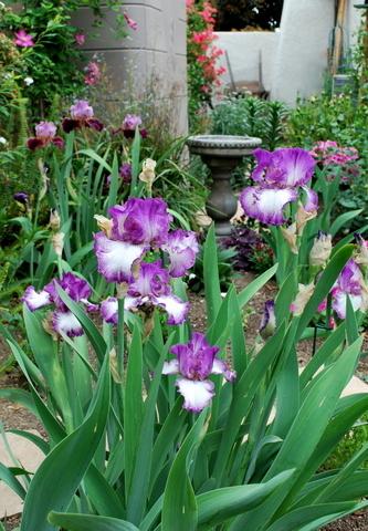 Photo of Tall Bearded Iris (Iris 'Mariposa Autumn') uploaded by robertduval14