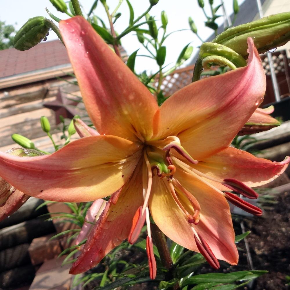 Photo of Lily (Lilium 'Melissa Jamie') uploaded by stilldew