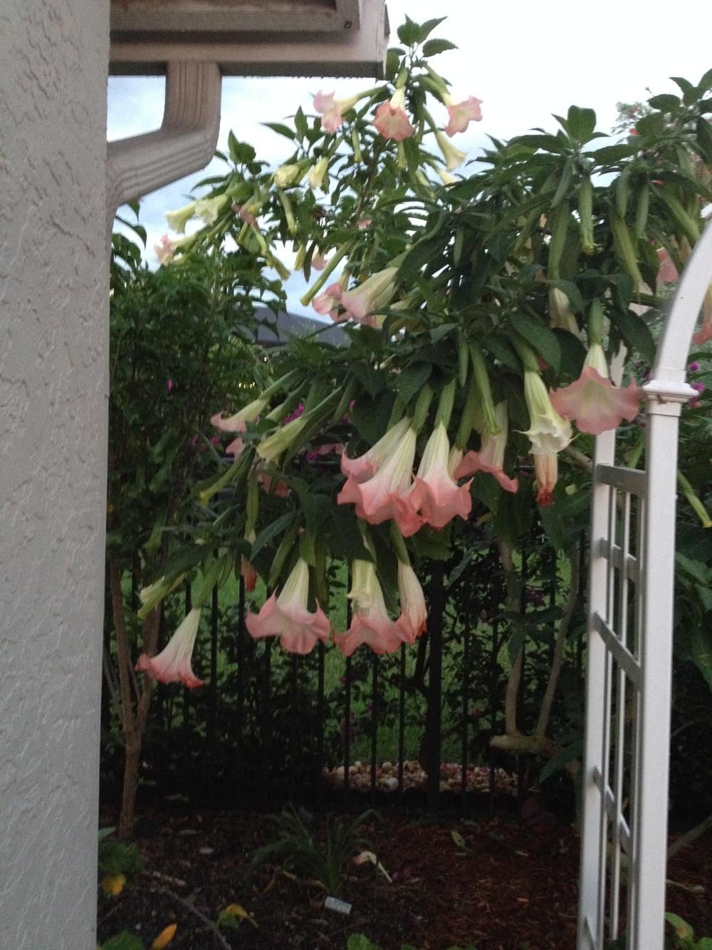 Photo of Angel Trumpet (Brugmansia 'Strawberry Creme') uploaded by toy747