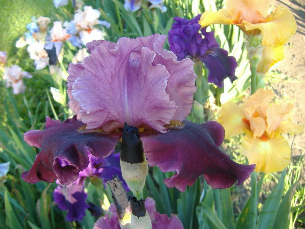 Photo of Tall Bearded Iris (Iris 'Wearing Rubies') uploaded by tveguy3