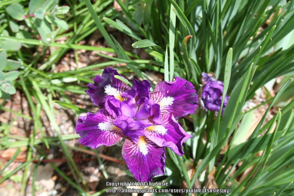 Photo of Miniature Dwarf Bearded Iris (Iris 'Wise') uploaded by 4susiesjoy