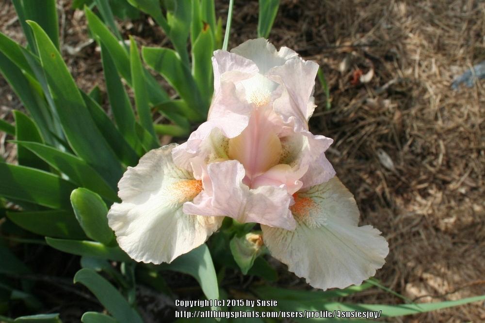 Photo of Standard Dwarf Bearded Iris (Iris 'Pussycat Pink') uploaded by 4susiesjoy