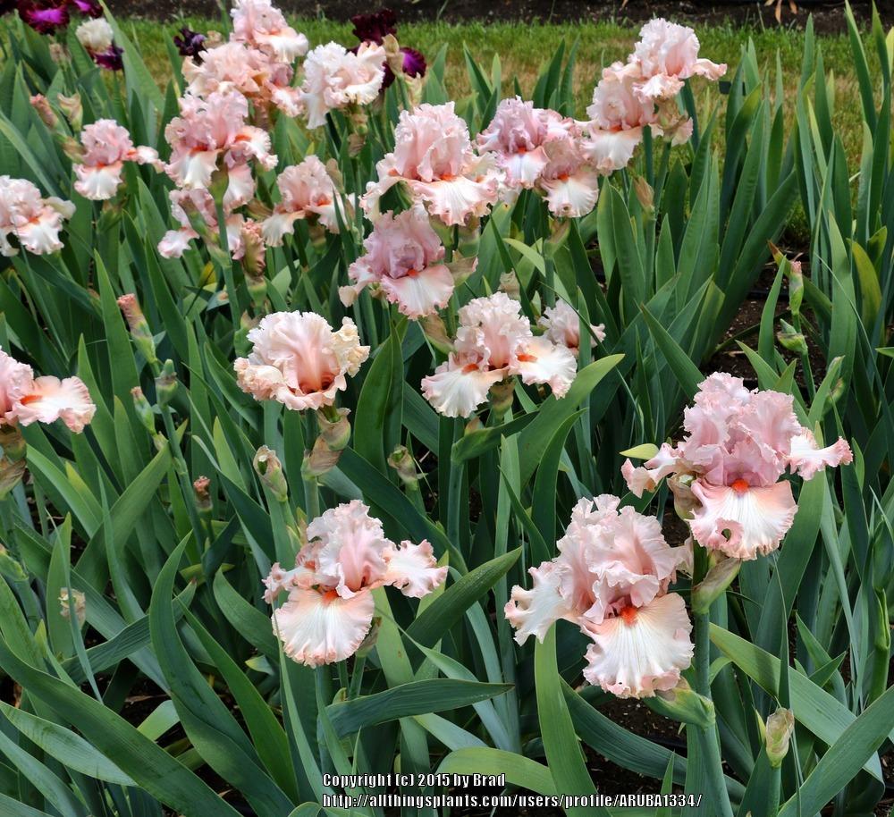 Photo of Tall Bearded Iris (Iris 'Double Platinum') uploaded by ARUBA1334