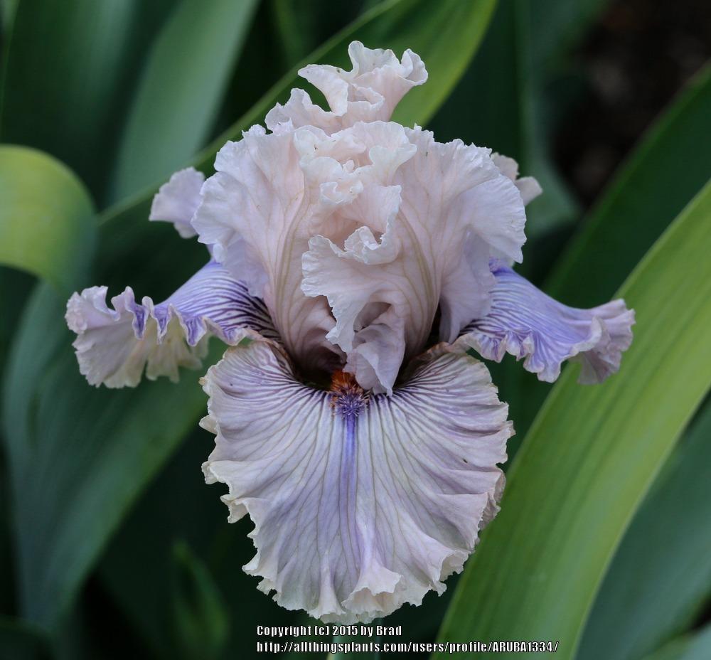 Photo of Tall Bearded Iris (Iris 'Haunted Heart') uploaded by ARUBA1334