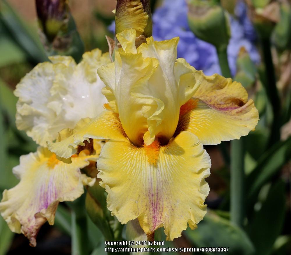 Photo of Tall Bearded Iris (Iris 'Brainstorm') uploaded by ARUBA1334