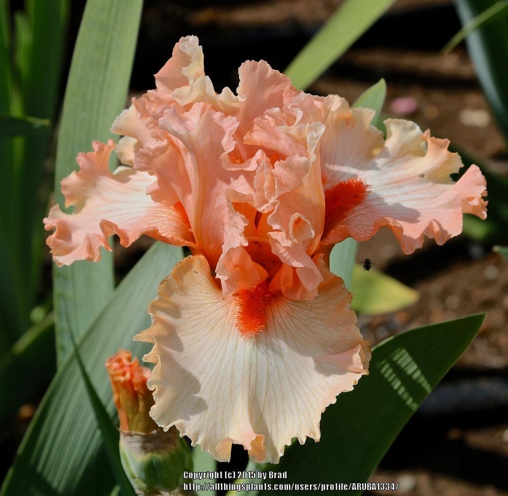 Photo of Tall Bearded Iris (Iris 'Santa Bounce') uploaded by ARUBA1334