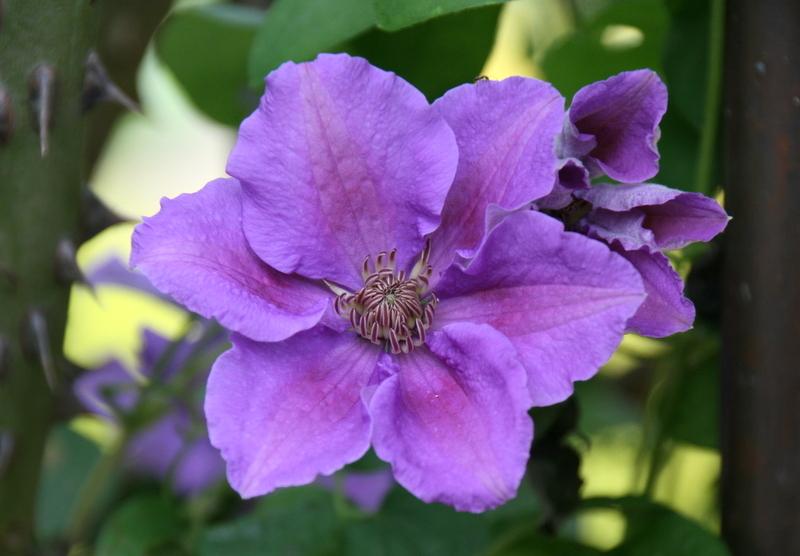 Photo of Clematis 'Ashva' uploaded by Calif_Sue