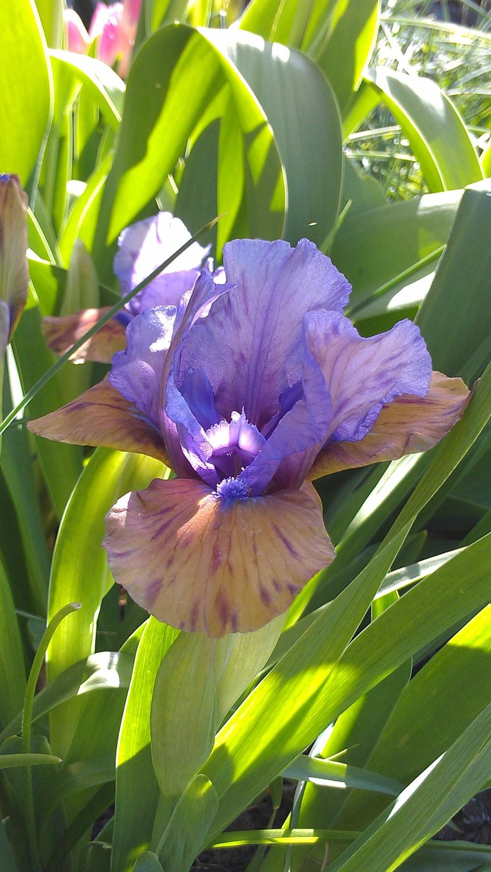 Photo of Standard Dwarf Bearded Iris (Iris 'What Again') uploaded by Irislady