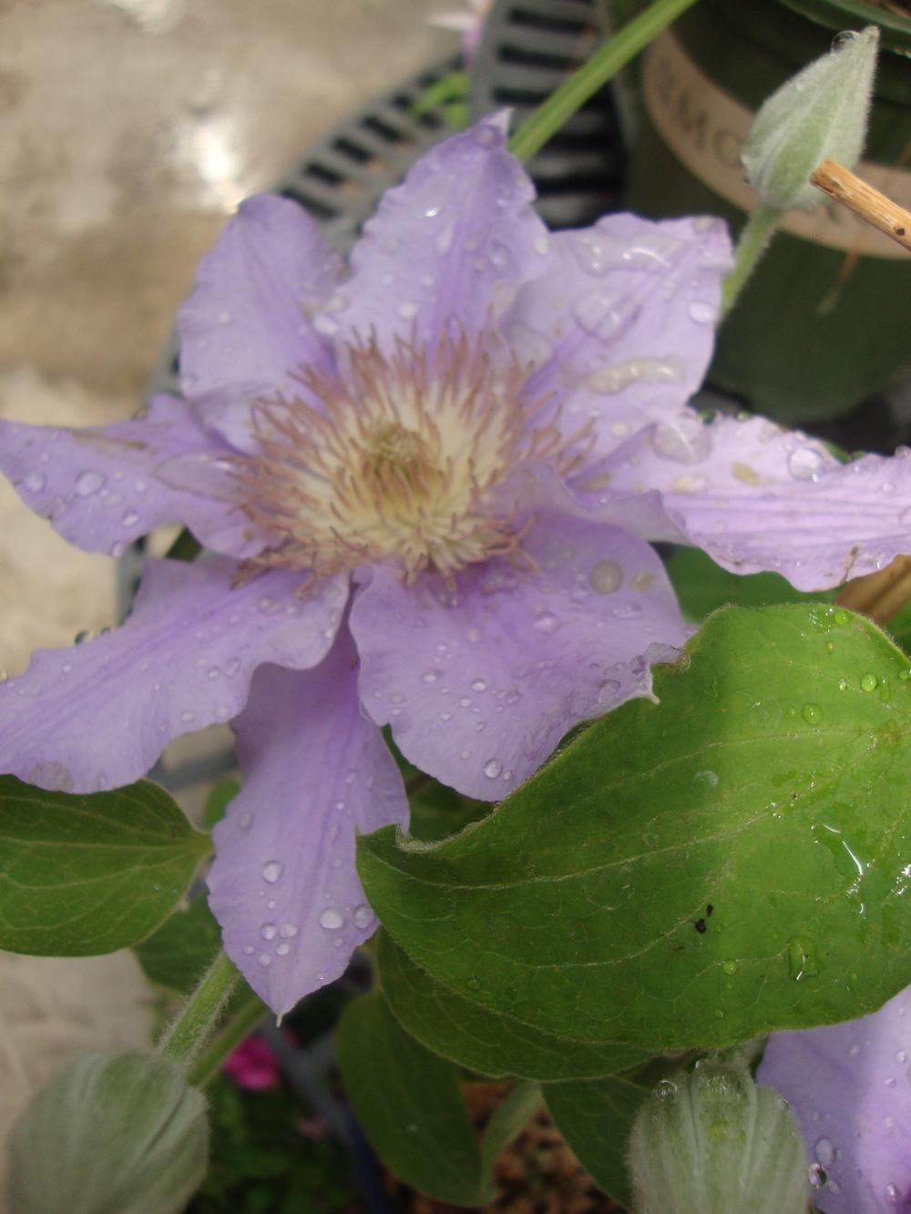 Photo of Clematis Angelique™ uploaded by Paul2032