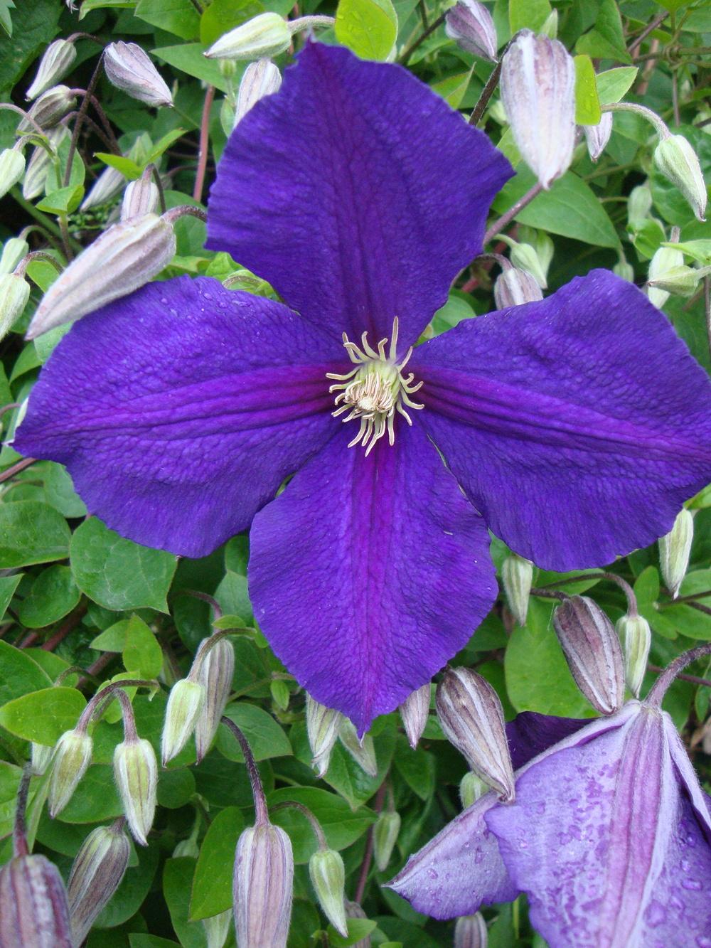 Photo of Clematis 'Jackmanii' uploaded by Paul2032