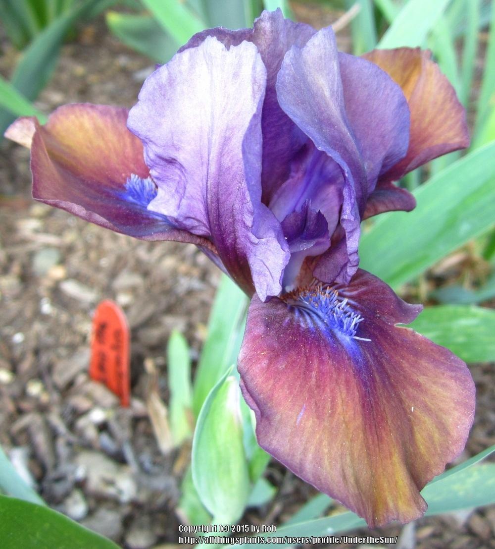 Photo of Standard Dwarf Bearded Iris (Iris 'Gizmo the Gremlin') uploaded by UndertheSun