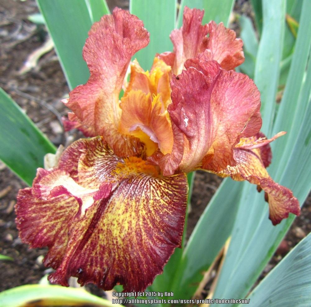 Photo of Tall Bearded Iris (Iris 'Gladiatrix') uploaded by UndertheSun