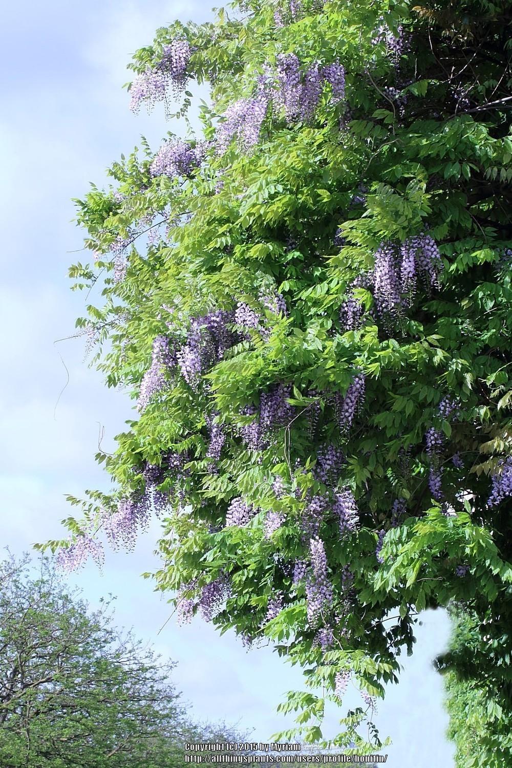 Photo of Chinese Wisteria (Wisteria sinensis) uploaded by bonitin