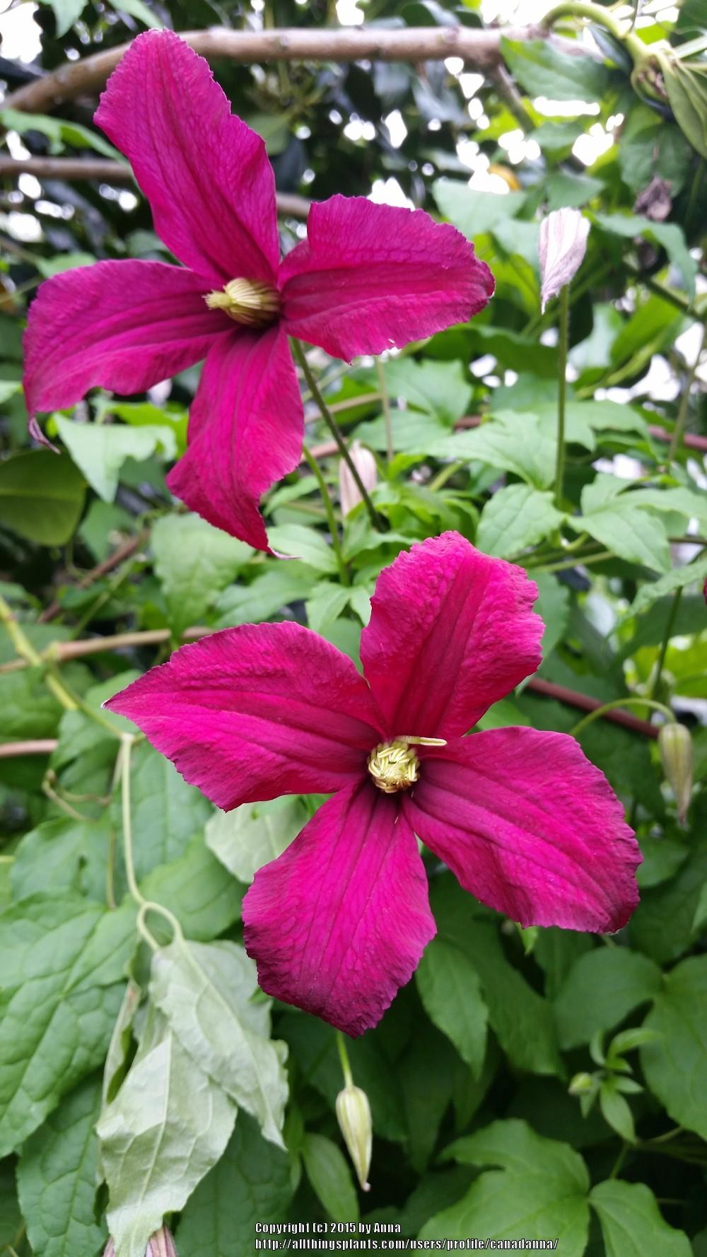 Photo of Clematis Burning Love™ uploaded by canadanna