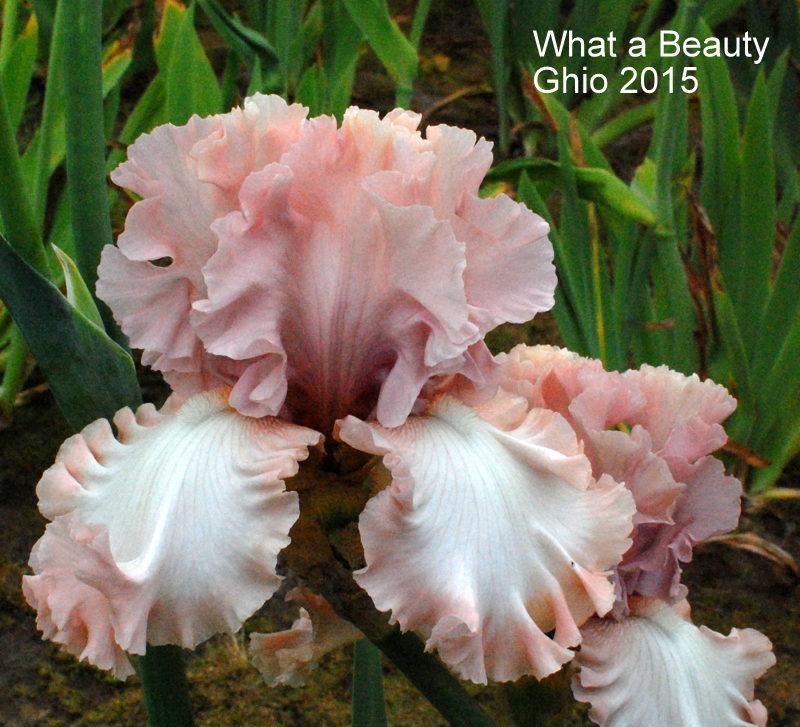 Photo of Tall Bearded Iris (Iris 'What a Beauty') uploaded by coboro
