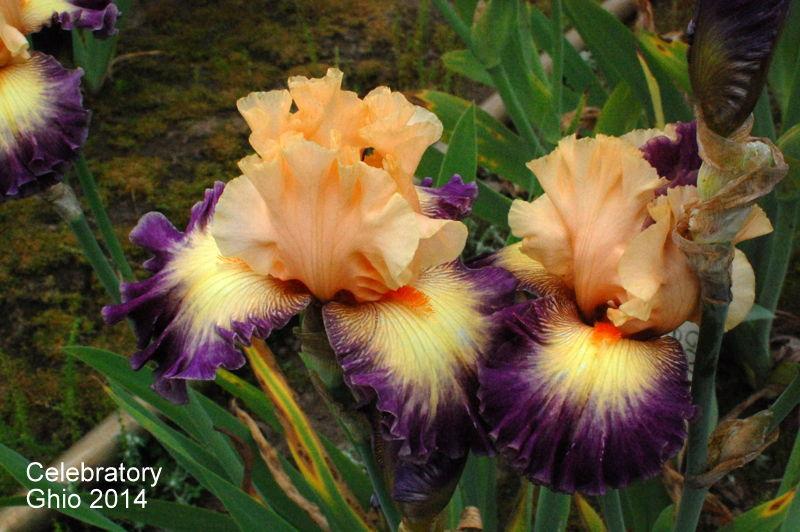 Photo of Tall Bearded Iris (Iris 'Celebratory') uploaded by coboro