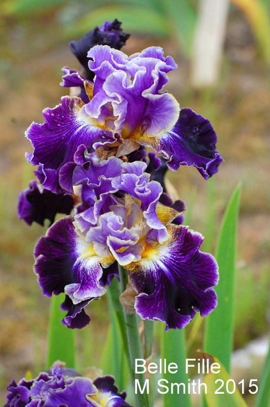 Photo of Tall Bearded Iris (Iris 'Belle Fille') uploaded by coboro
