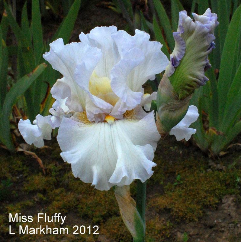 Photo of Tall Bearded Iris (Iris 'Miss Fluffy') uploaded by coboro
