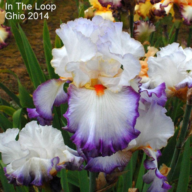 Photo of Tall Bearded Iris (Iris 'In the Loop') uploaded by coboro