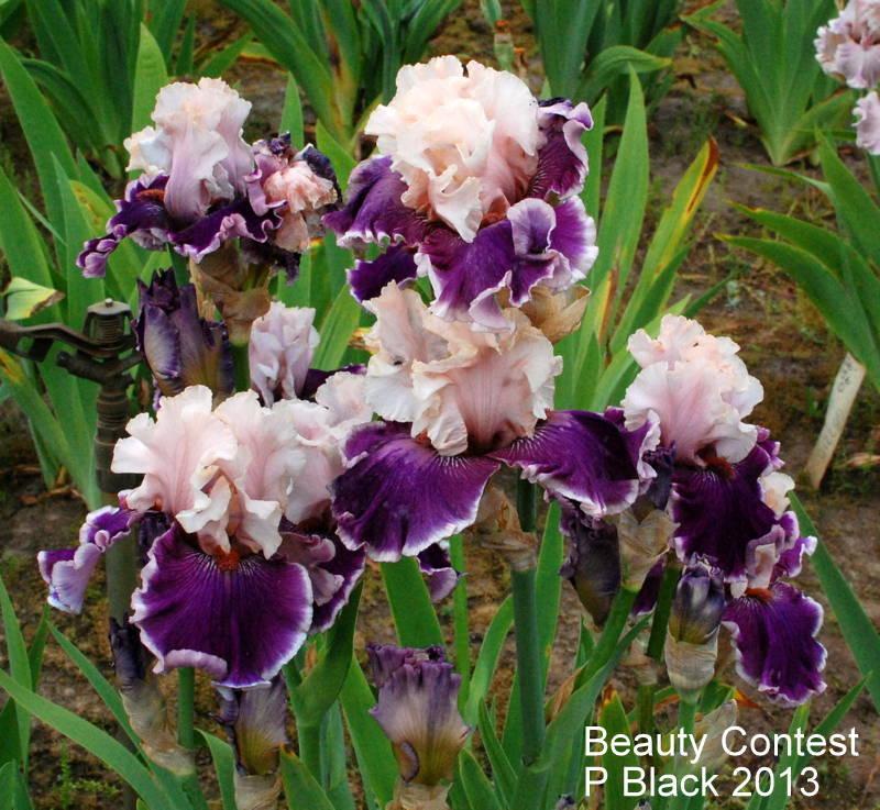 Photo of Tall Bearded Iris (Iris 'Beauty Contest') uploaded by coboro