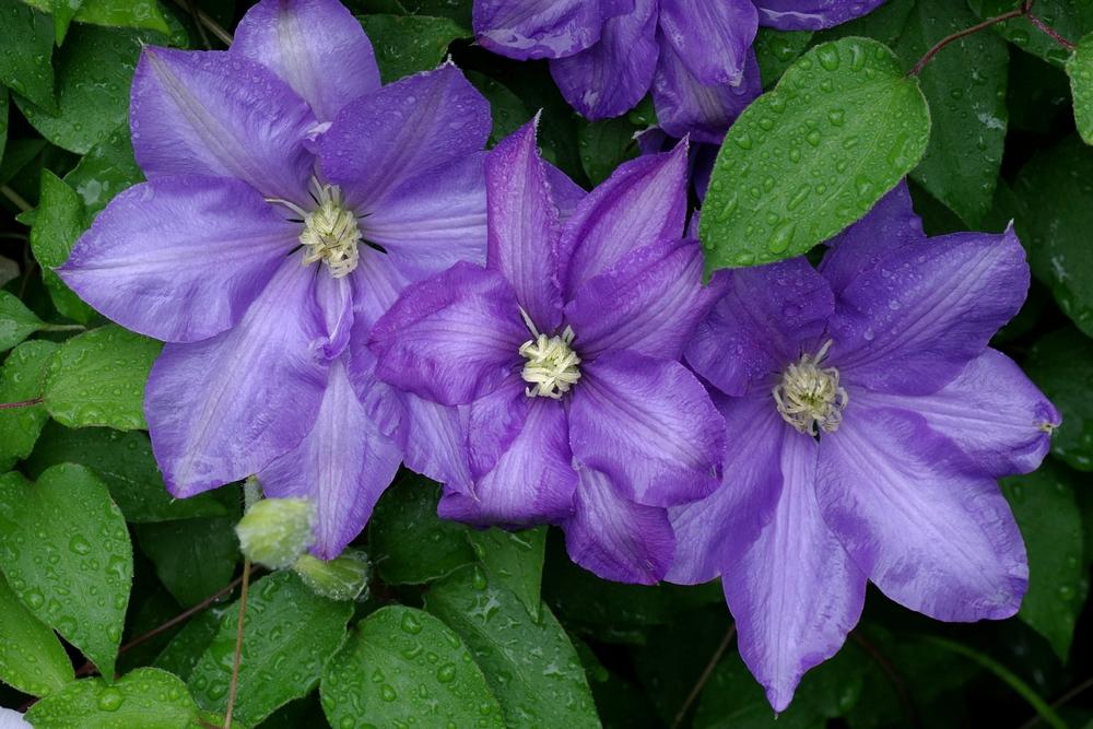 Photo of Clematis 'H.F. Young' uploaded by dirtdorphins