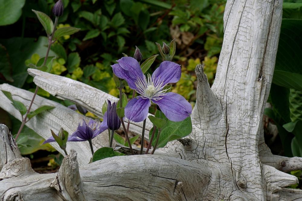 Photo of Clematis 'Arabella' uploaded by dirtdorphins