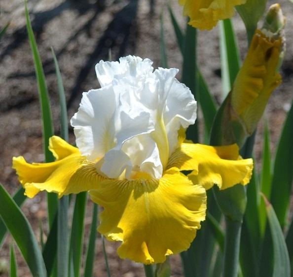 Photo of Tall Bearded Iris (Iris 'Aura Light') uploaded by greene