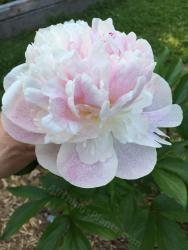 Thumb of 2015-06-07/magnolialover/1dc8e7