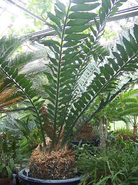 Photo of Holly-Leaved Cycad (Encephalartos ferox) uploaded by robertduval14