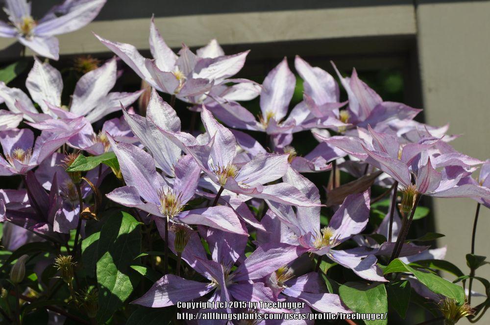 Photo of Clematis 'Bagatelle' uploaded by treehugger