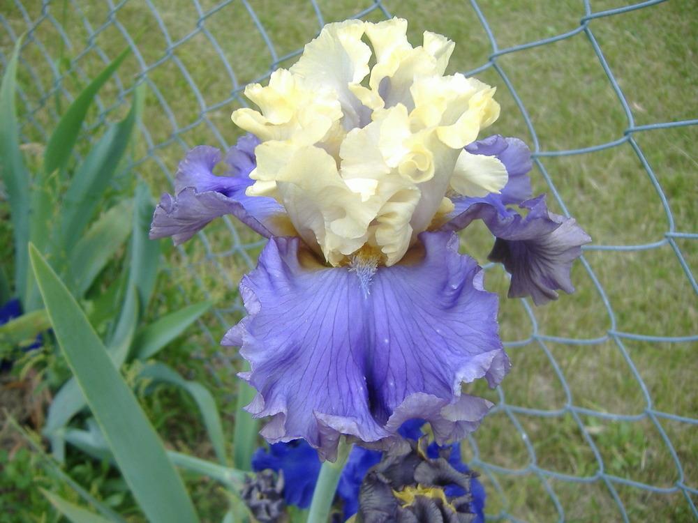 Photo of Tall Bearded Iris (Iris 'Dancing Days') uploaded by tveguy3
