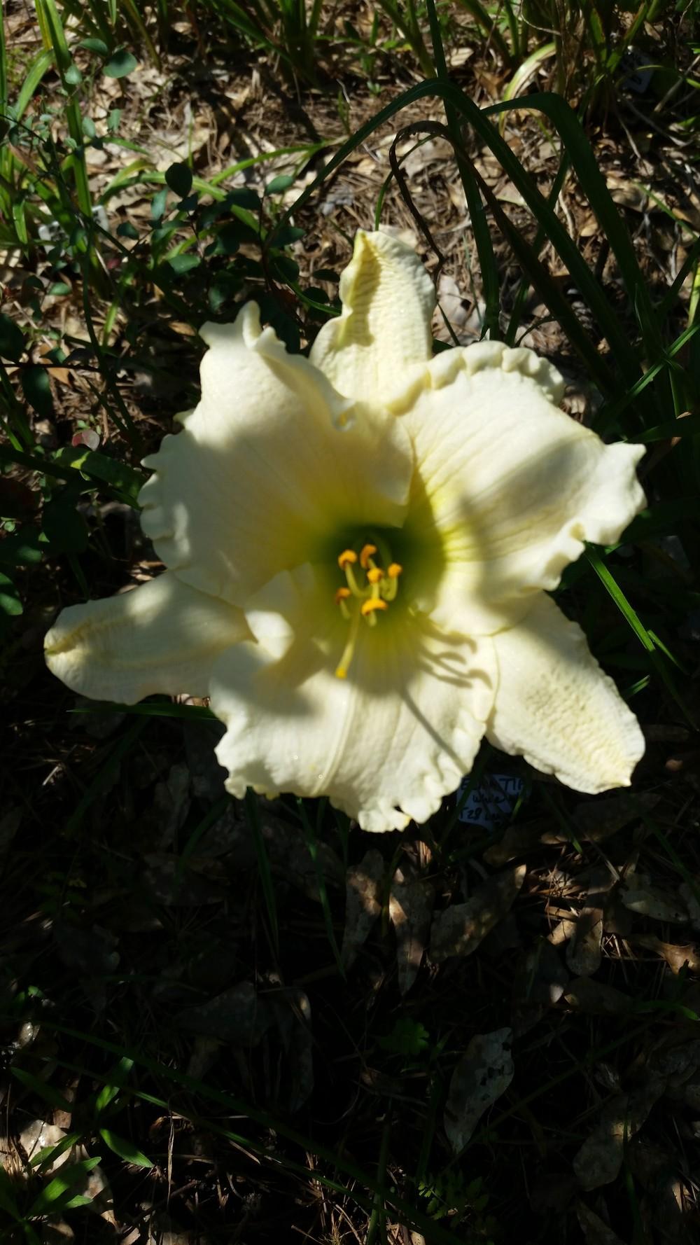 Photo of Daylily (Hemerocallis 'Elma Tipton') uploaded by value4dollars