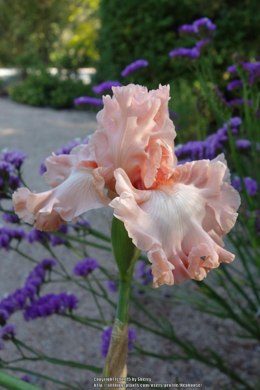 Photo of Tall Bearded Iris (Iris 'Pretty Kitty') uploaded by Henhouse