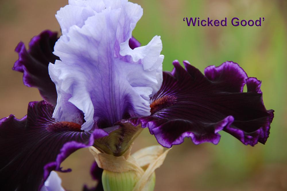 Photo of Tall Bearded Iris (Iris 'Wicked Good') uploaded by Mikey