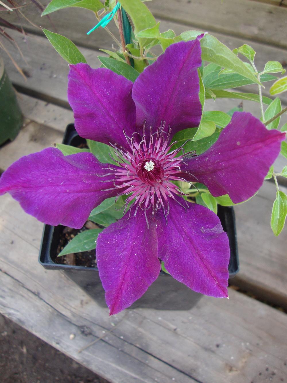 Photo of Clematis Fleuri™ uploaded by Paul2032