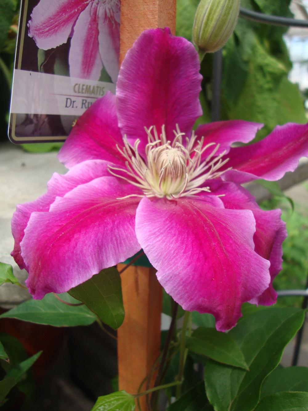 Photo of Clematis 'Dr. Ruppel' uploaded by Paul2032