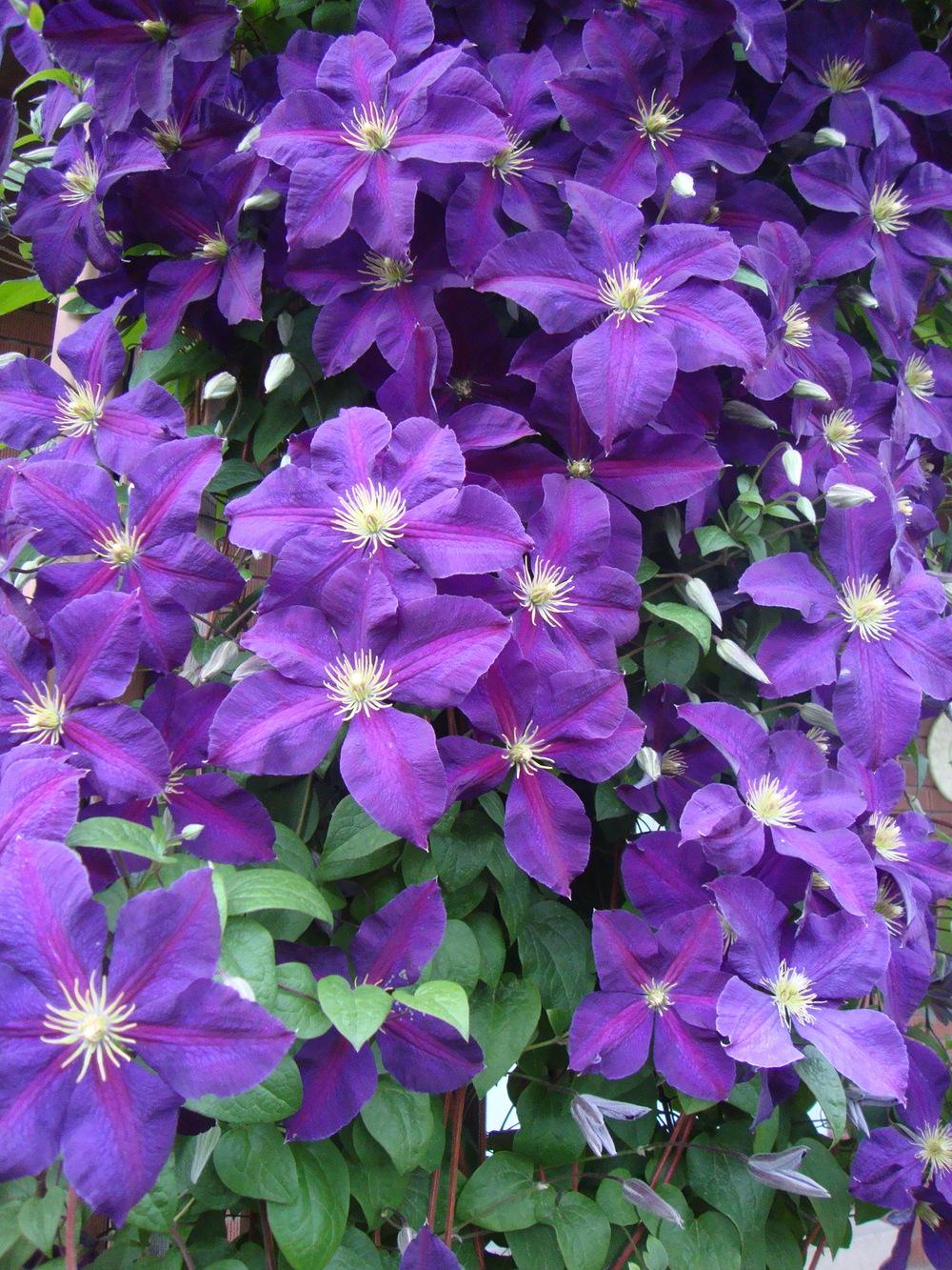 Photo of Clematis 'Jackmanii Superba' uploaded by Paul2032