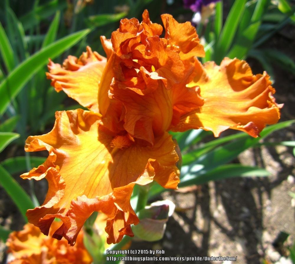 Photo of Tall Bearded Iris (Iris 'Golden Panther') uploaded by UndertheSun