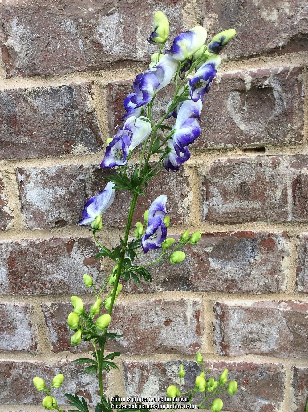 Photo of Monkshood (Aconitum x bicolor) uploaded by clintbrown