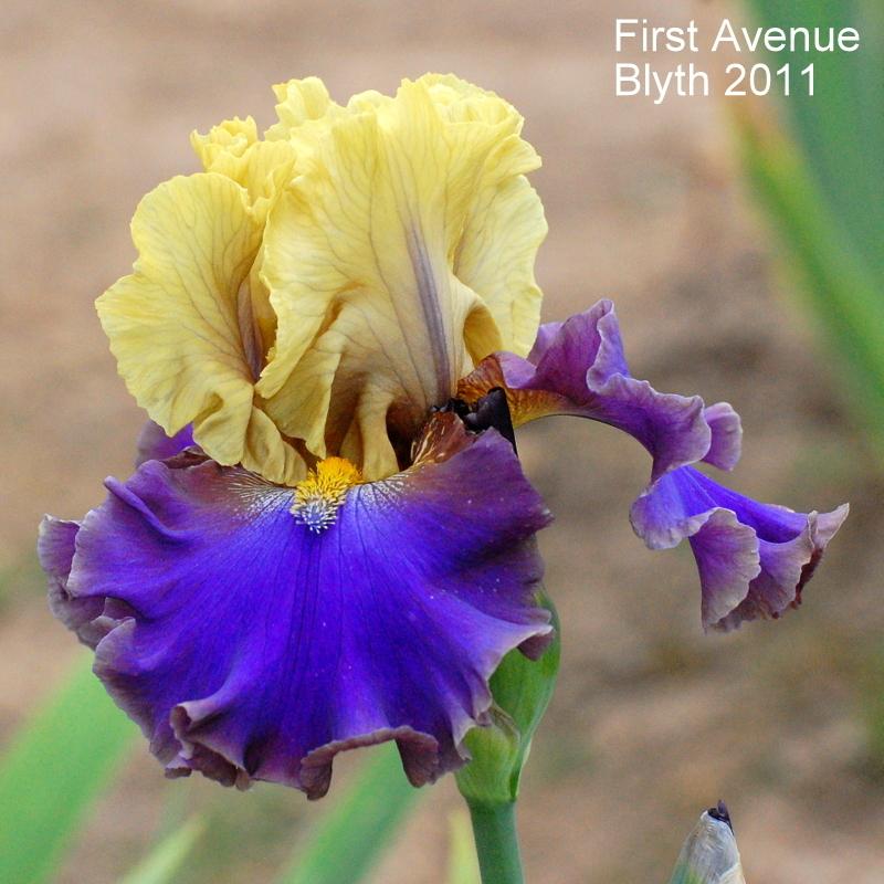 Photo of Tall Bearded Iris (Iris 'First Avenue') uploaded by coboro