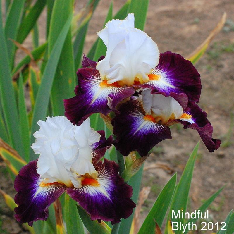 Photo of Tall Bearded Iris (Iris 'Mindful') uploaded by coboro