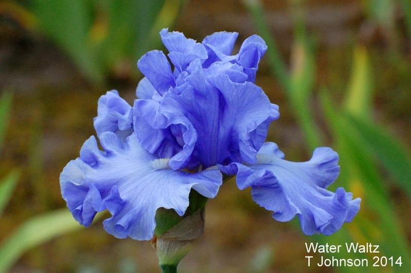 Photo of Tall Bearded Iris (Iris 'Water Waltz') uploaded by coboro