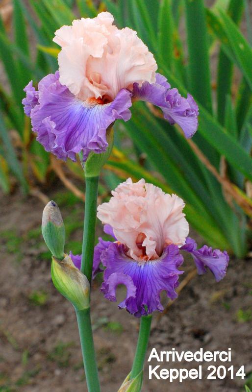 Photo of Tall Bearded Iris (Iris 'Arrivederci') uploaded by coboro