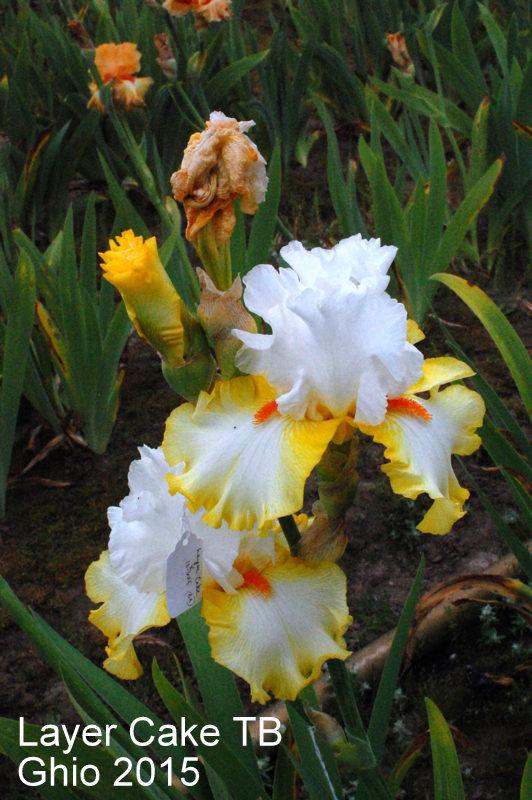Photo of Tall Bearded Iris (Iris 'Layer Cake') uploaded by coboro