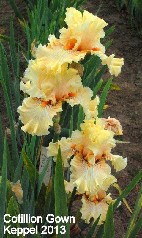 Photo of Tall Bearded Iris (Iris 'Cotillion Gown') uploaded by coboro