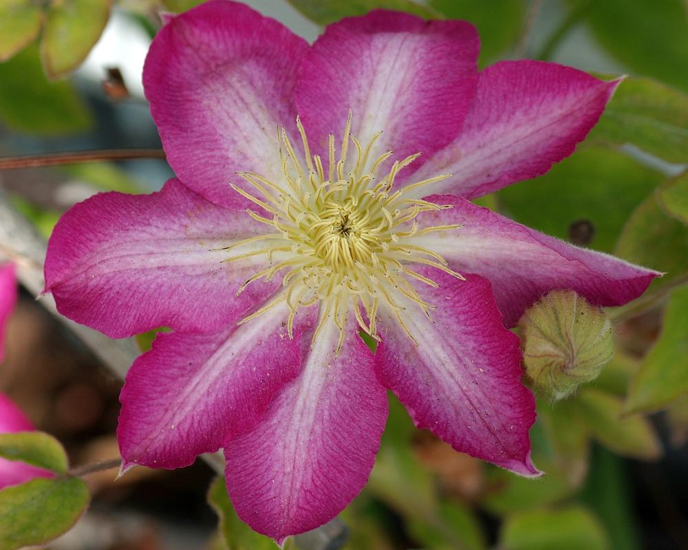 Photo of Clematis 'Asao' uploaded by dirtdorphins