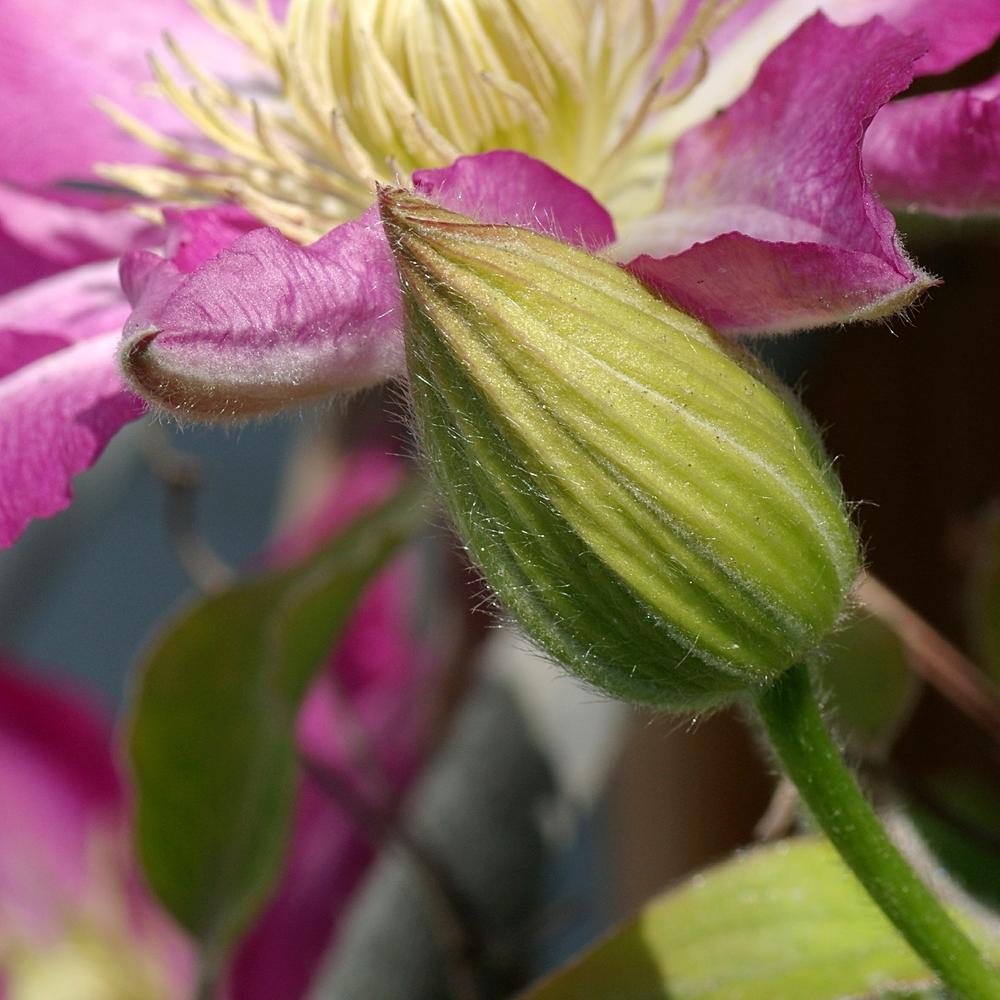 Photo of Clematis 'Asao' uploaded by dirtdorphins