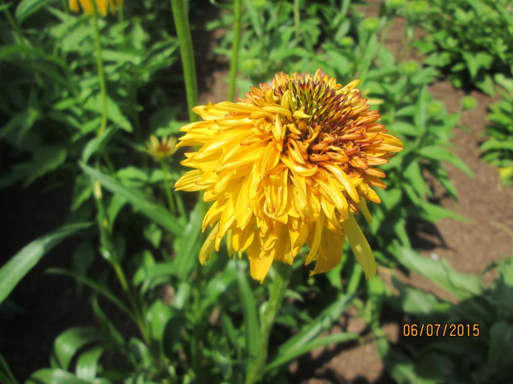 Photo of Coneflower (Echinacea 'Pineapple Sundae') uploaded by kingconeflower
