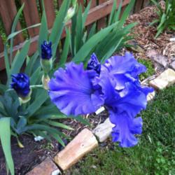 Location: Algonquin, IL
Date: 2015-06-04
This is not lavender - it is a beautiful bright blue!  Super tall