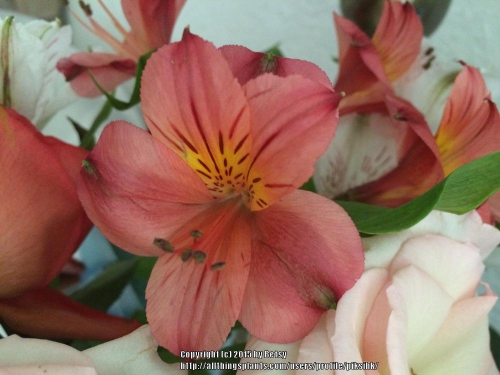 Photo of Peruvian Lilies (Alstroemeria) uploaded by piksihk